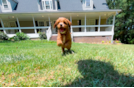 Cute Cavapoo Baby
