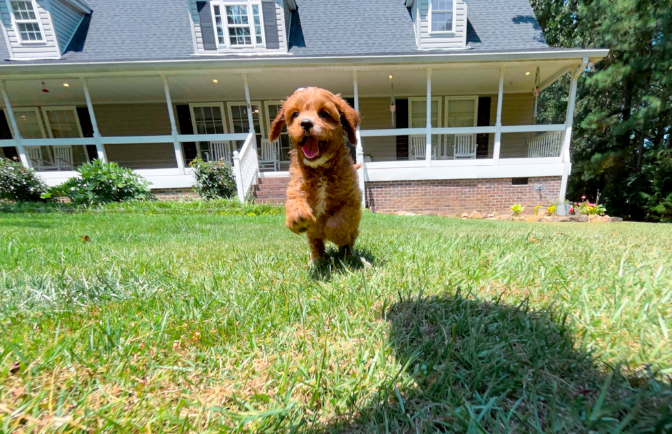 Cute Cavapoo Baby