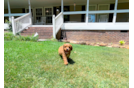 Cute Cavapoo Baby
