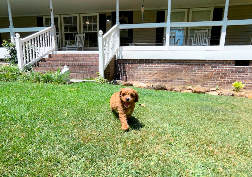 Cute Cavapoo Baby