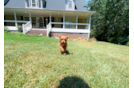 Best Cavapoo Baby