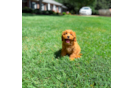 Cavapoo Puppy for Adoption
