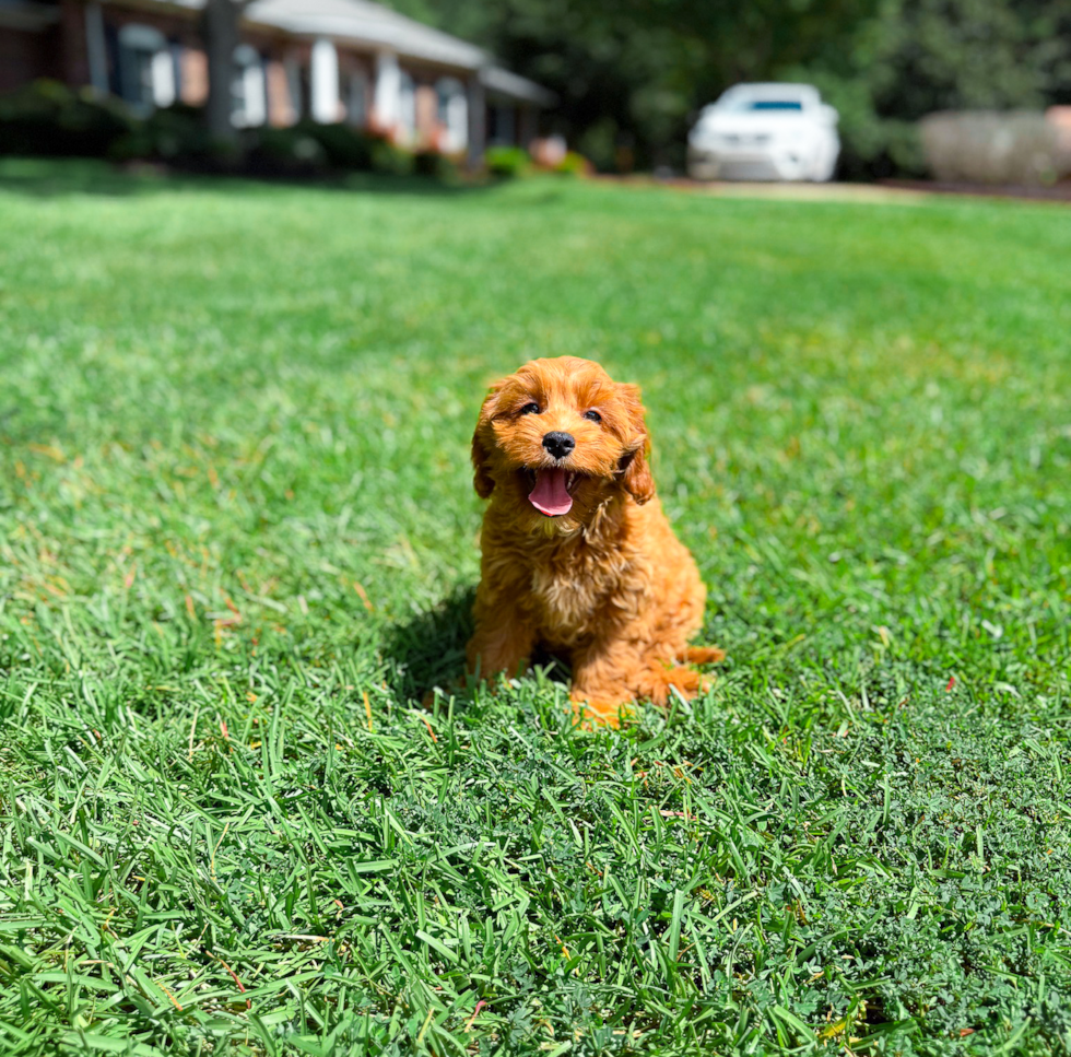 Cavapoo Puppy for Adoption