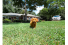 Cute Cavipoo Poodle Mix Puppy