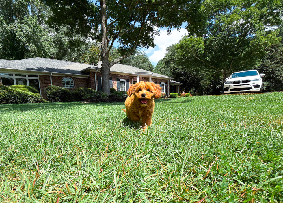 Cute Cavipoo Poodle Mix Puppy