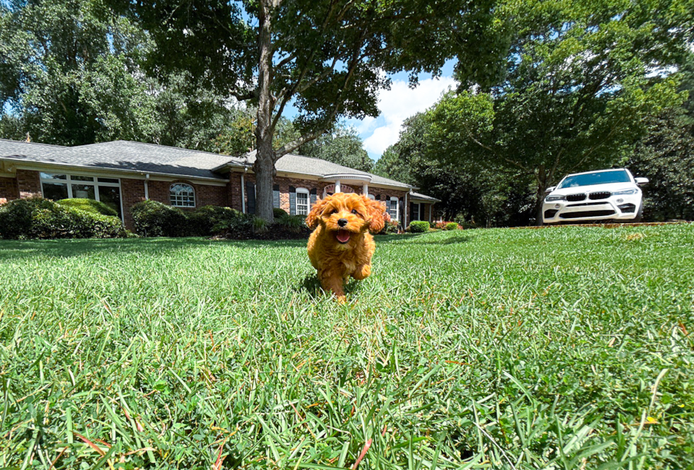 Best Cavapoo Baby