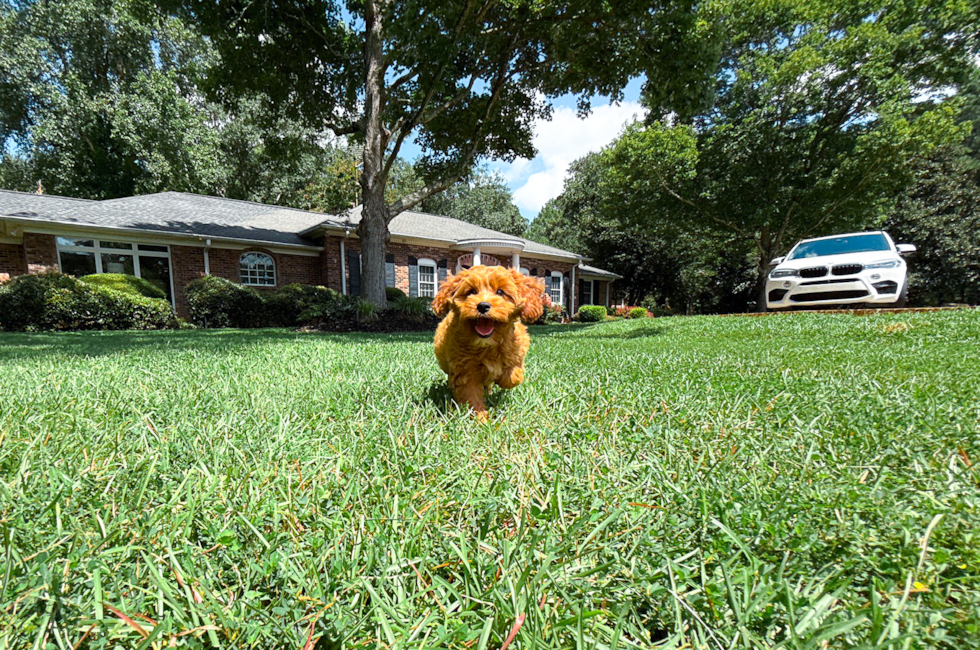 12 week old Cavapoo Puppy For Sale - Simply Southern Pups
