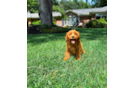 Cavapoo Pup Being Cute