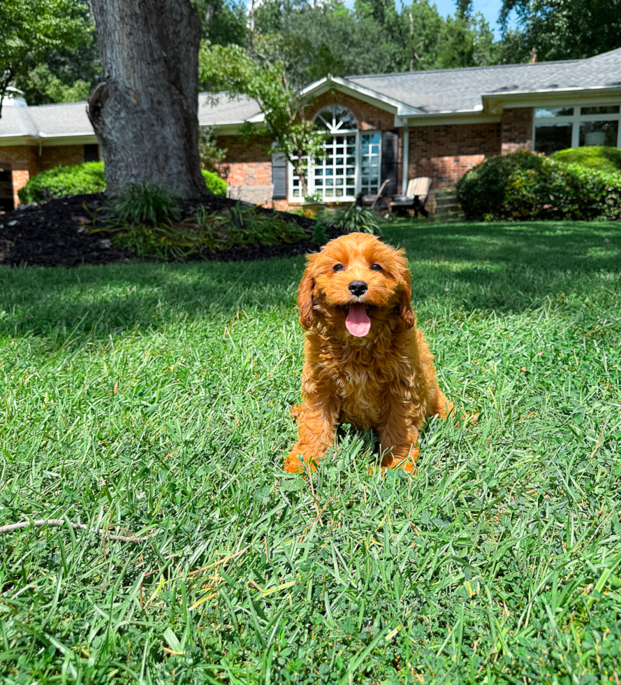 Cavapoo Pup Being Cute