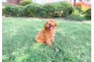 Cute Cavapoo Baby