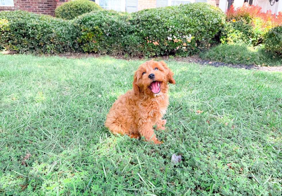 Cute Cavapoo Baby