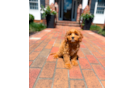 Best Cavapoo Baby