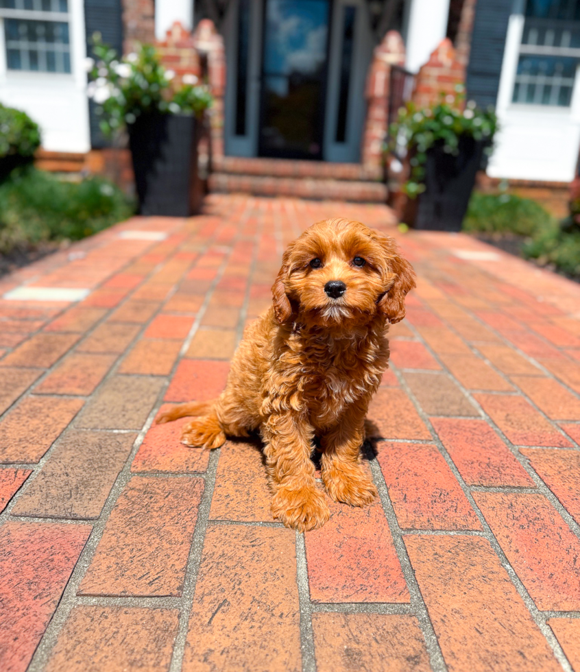 Best Cavapoo Baby