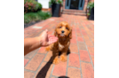Cavapoo Puppy for Adoption