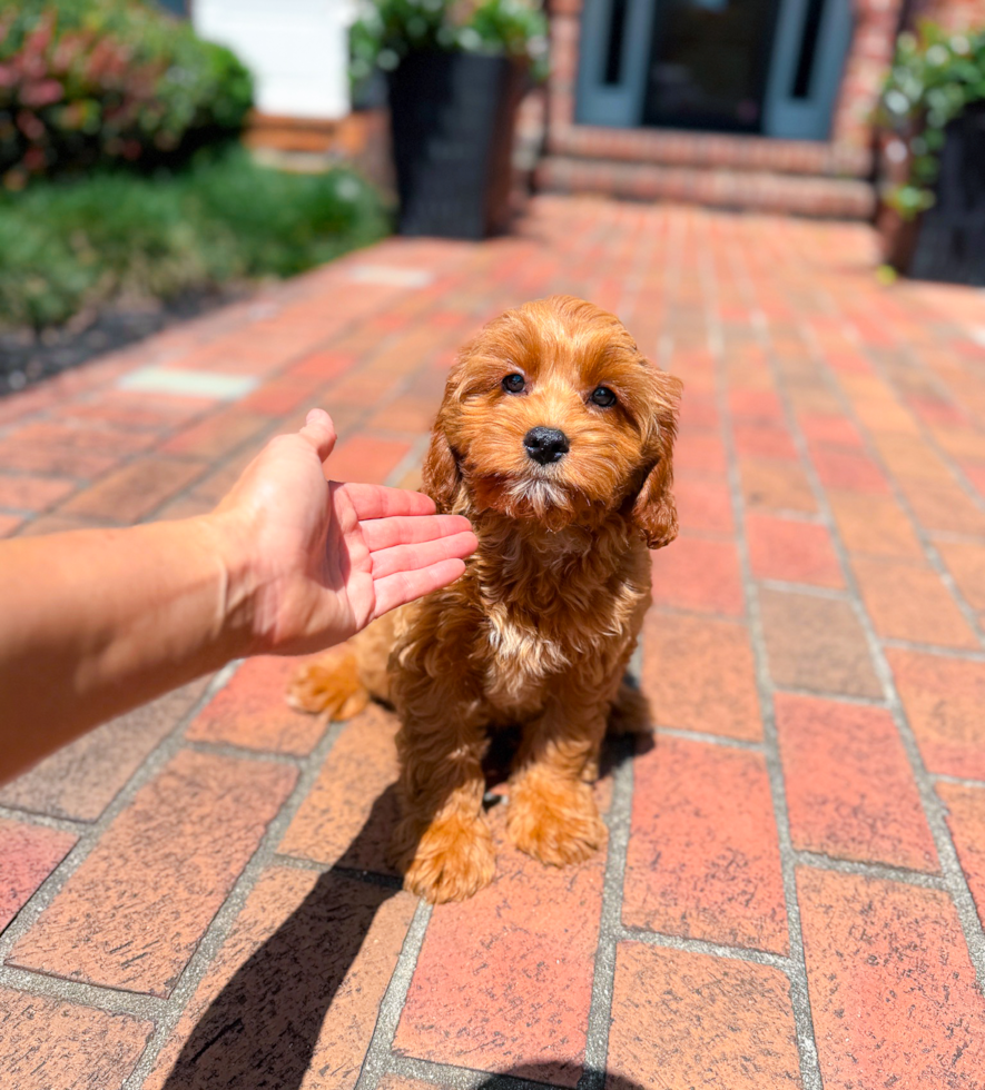 Cavapoo Puppy for Adoption