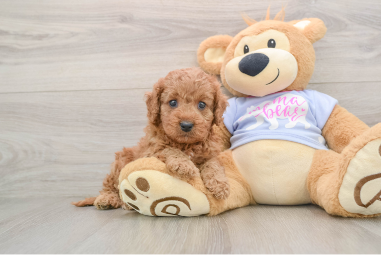 Playful Cavapoodle Poodle Mix Puppy