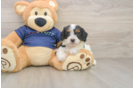 Energetic Cavoodle Poodle Mix Puppy