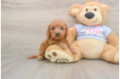 Cavapoo Puppy for Adoption