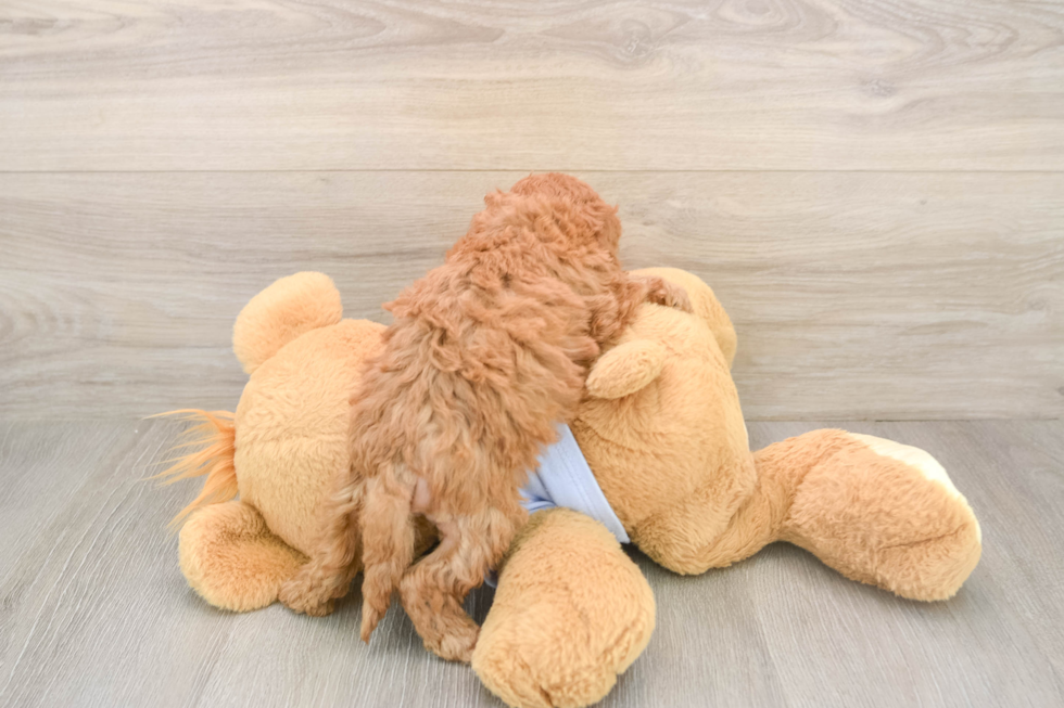 Smart Cavapoo Poodle Mix Pup
