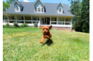 Cavapoo Pup Being Cute