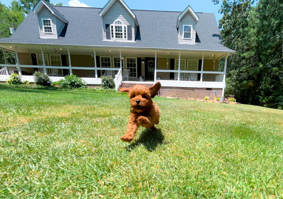 Cavapoo Pup Being Cute