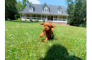 Cavapoo Puppy for Adoption