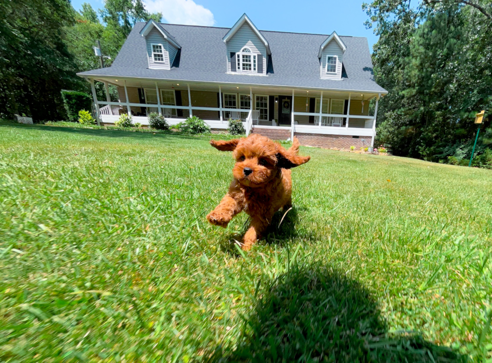 Cavapoo Puppy for Adoption
