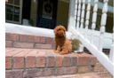 Cute Cavapoodle Poodle Mix Puppy
