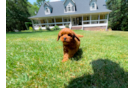 Cavapoo Puppy for Adoption