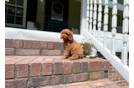 Cute Cavapoo Poodle Mix Pup