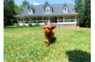 Cute Cavapoo Baby
