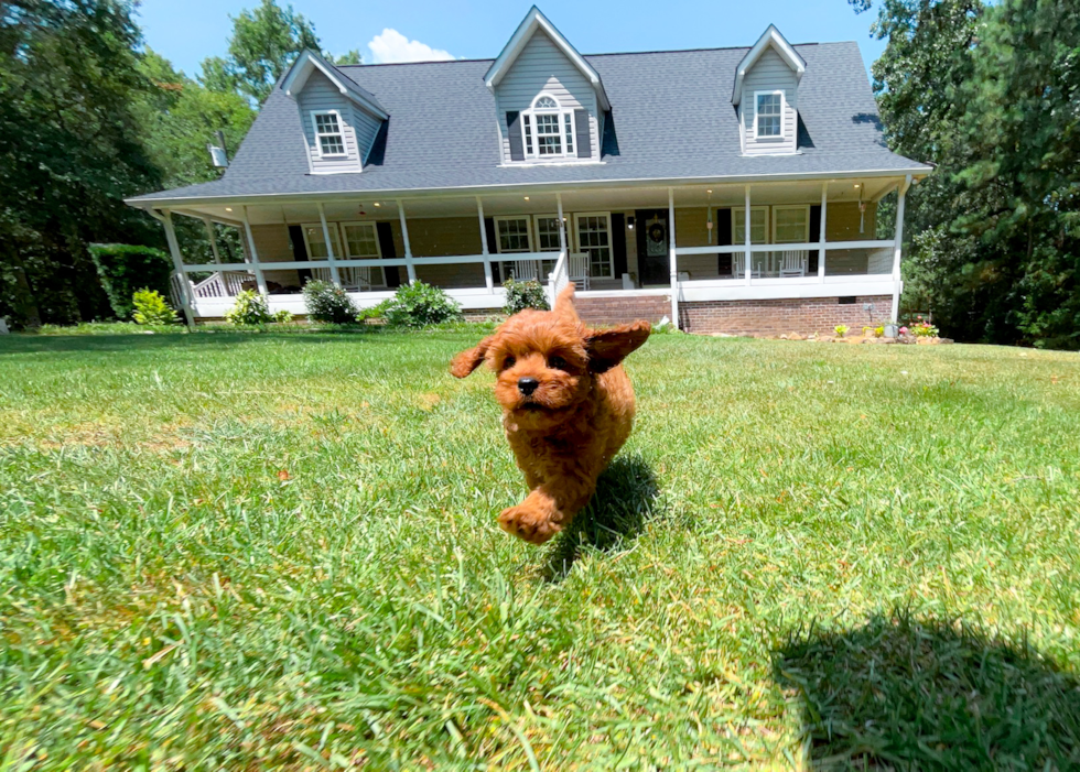 Cute Cavapoo Baby