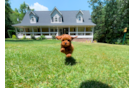 Cute Cavapoo Baby