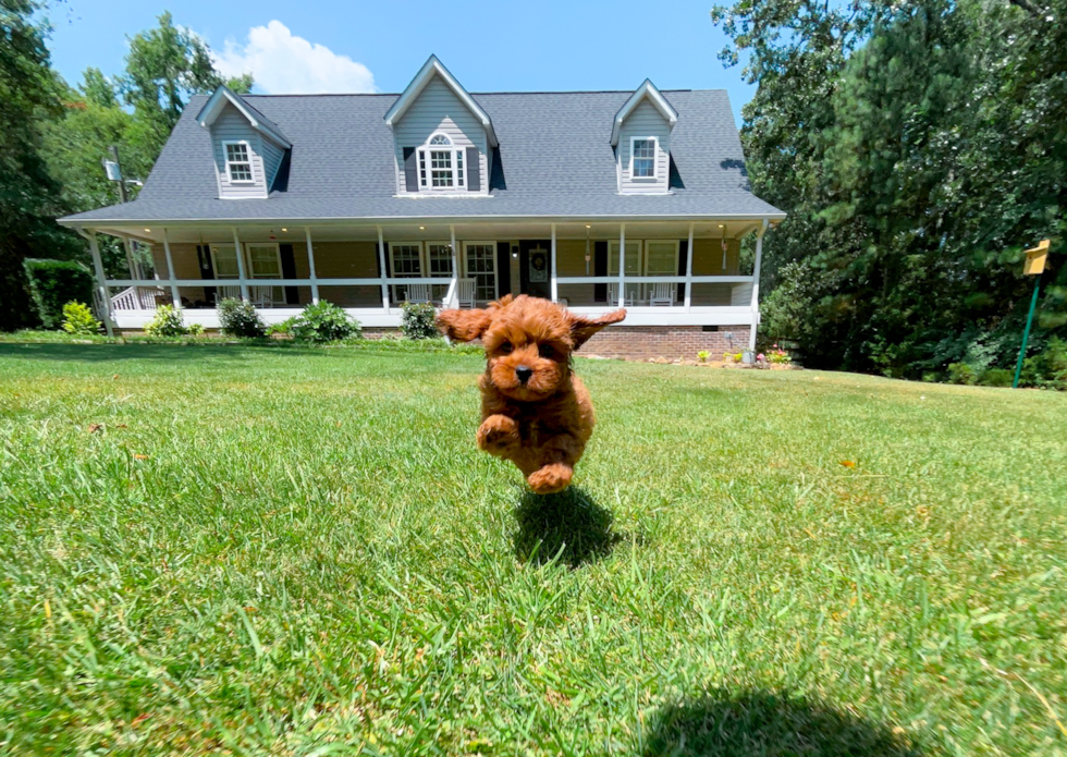 Cute Cavapoo Baby