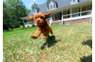 Cavapoo Pup Being Cute
