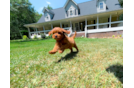 Cavapoo Pup Being Cute