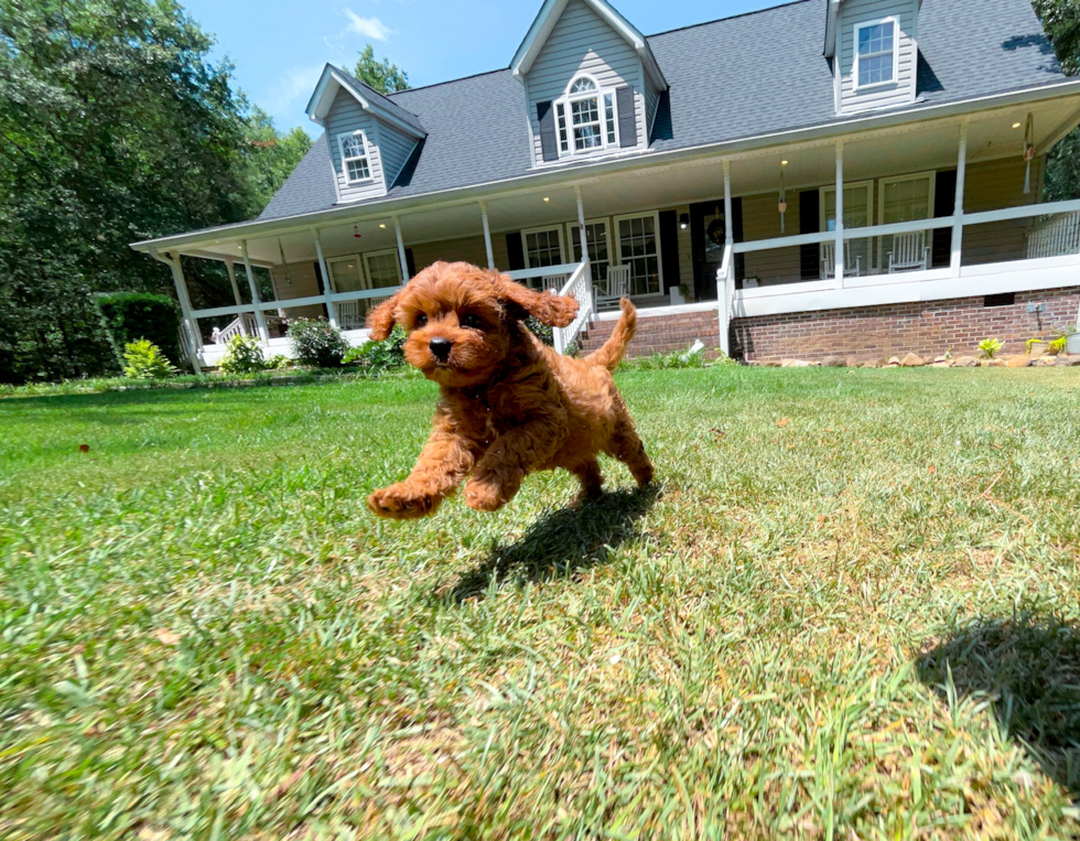 Cavapoo Pup Being Cute