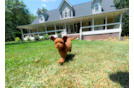 Cute Cavadoodle Poodle Mix Puppy
