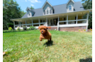Cute Cavapoo Baby