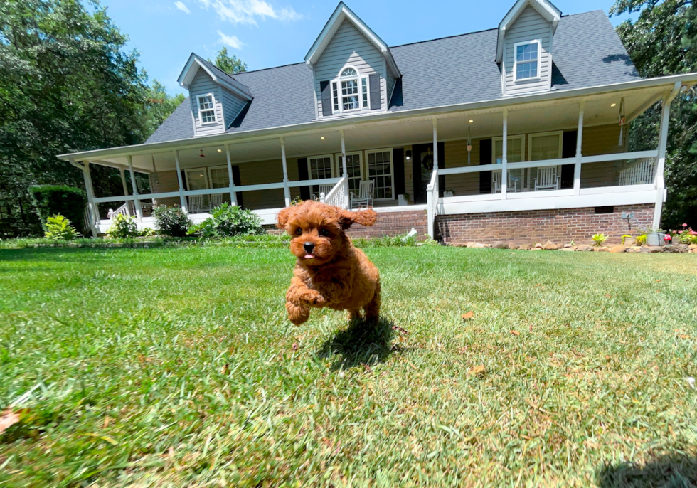 Cute Cavapoo Baby