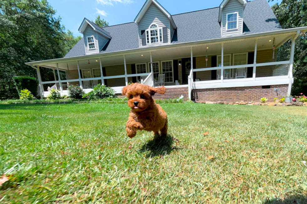 8 week old Cavapoo Puppy For Sale - Simply Southern Pups