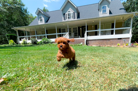 Cute Cavapoo Baby