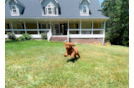 Cute Cavapoo Poodle Mix Pup