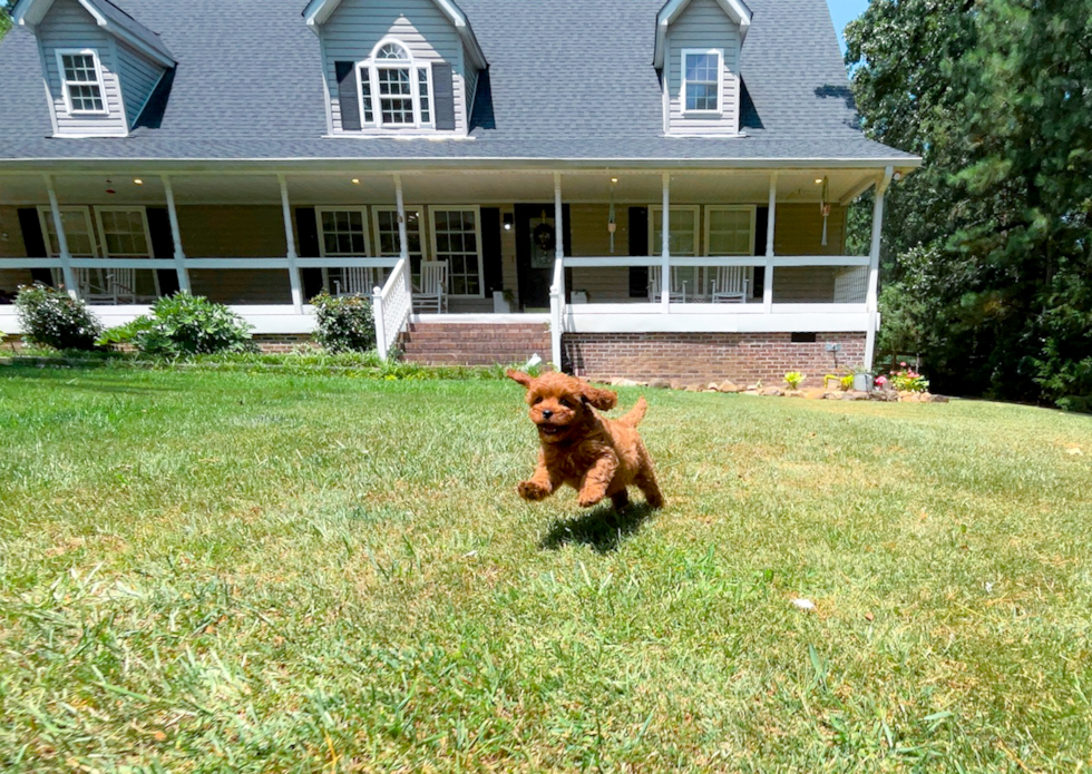 Cute Cavapoo Poodle Mix Pup