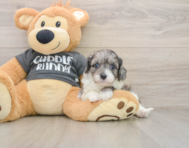 7 week old Cavapoo Puppy For Sale - Simply Southern Pups