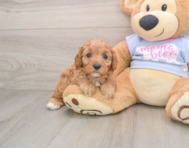 7 week old Cavapoo Puppy For Sale - Simply Southern Pups