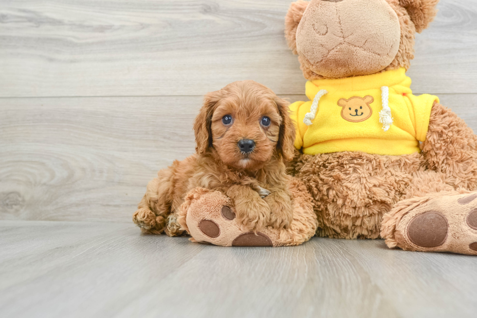 Small Cavapoo Baby