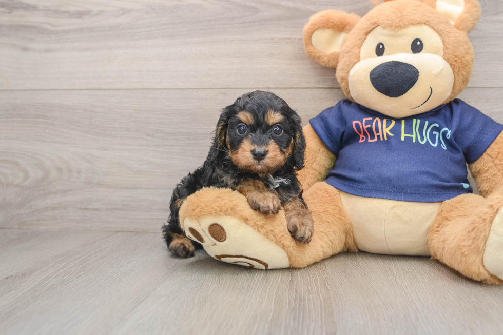 Cavapoo Pup Being Cute