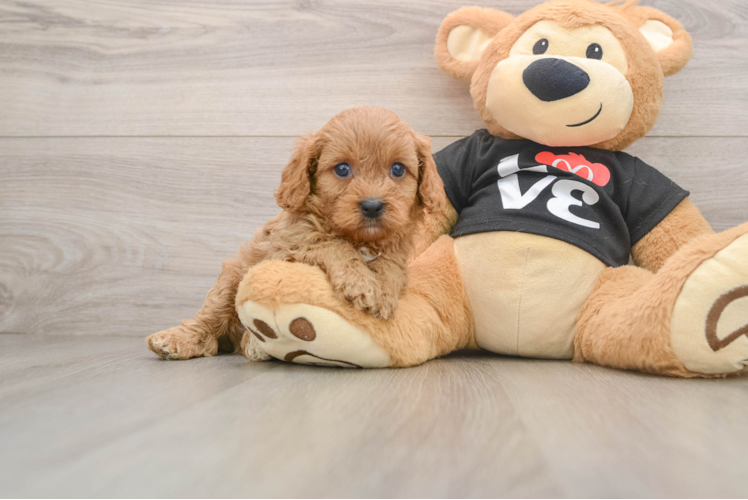 Best Cavapoo Baby