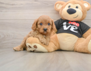 7 week old Cavapoo Puppy For Sale - Simply Southern Pups
